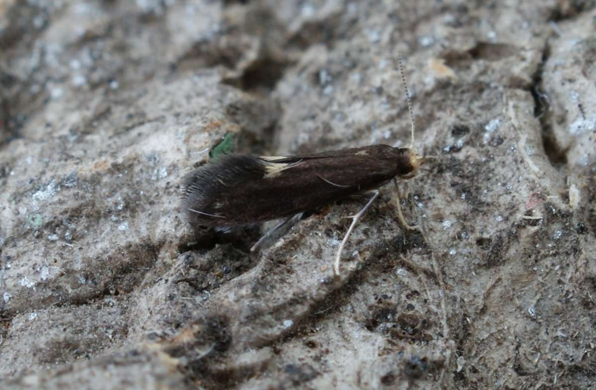 Fern Smut (Psychoides filicivora) photographed in Kent by Dave Shenton