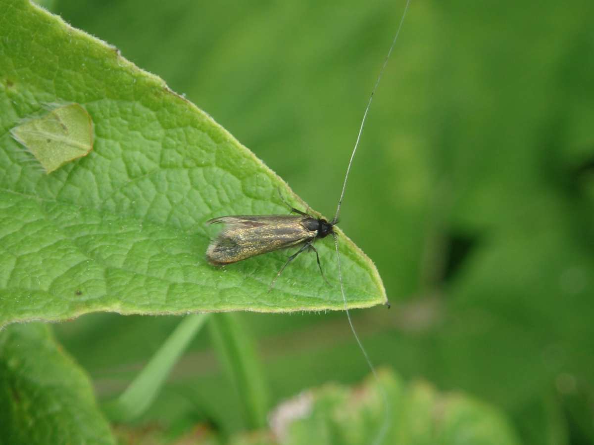 Green Long-horn (Adela reaumurella) photographed at Nonington  by Dave Shenton 