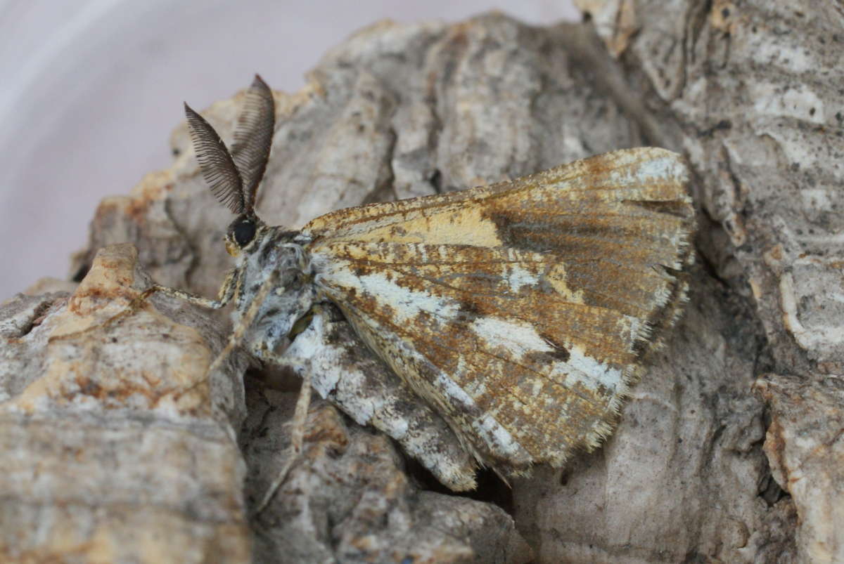 Bordered White (Bupalus piniaria) photographed at Aylesham  by Dave Shenton 