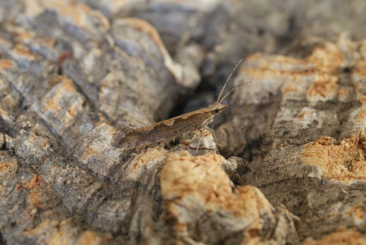 Diamond-back (Plutella xylostella) photographed at Aylesham  by Dave Shenton 