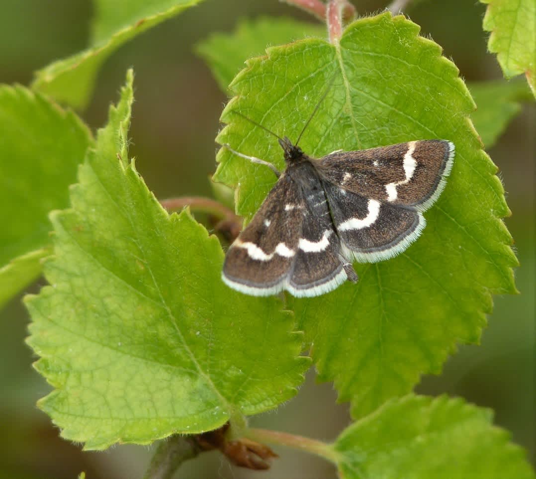 Wavy-barred Sable (Pyrausta nigrata) photographed in Kent by Allan Ward