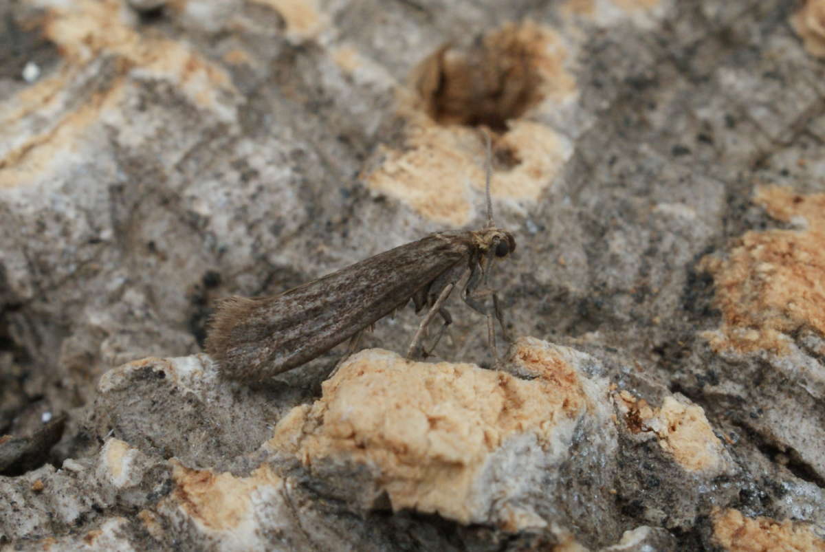 Dark Ash-bud Moth (Prays ruficeps) photographed in Kent by Dave Shenton 