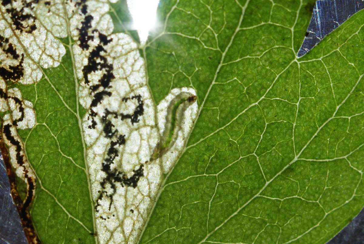 Pinch-barred Pigmy (Ectoedemia atricollis) photographed in Kent by Dave Shenton 