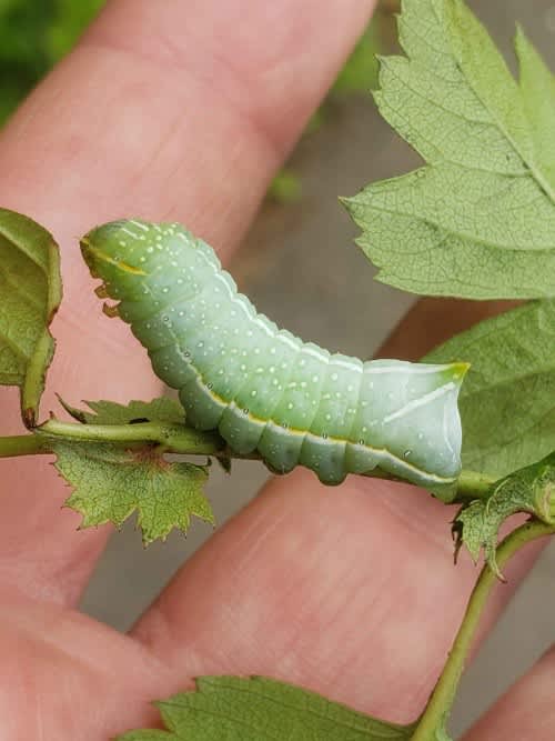 Copper Underwing (Amphipyra pyramidea) photographed in Kent by Phil Ambler 