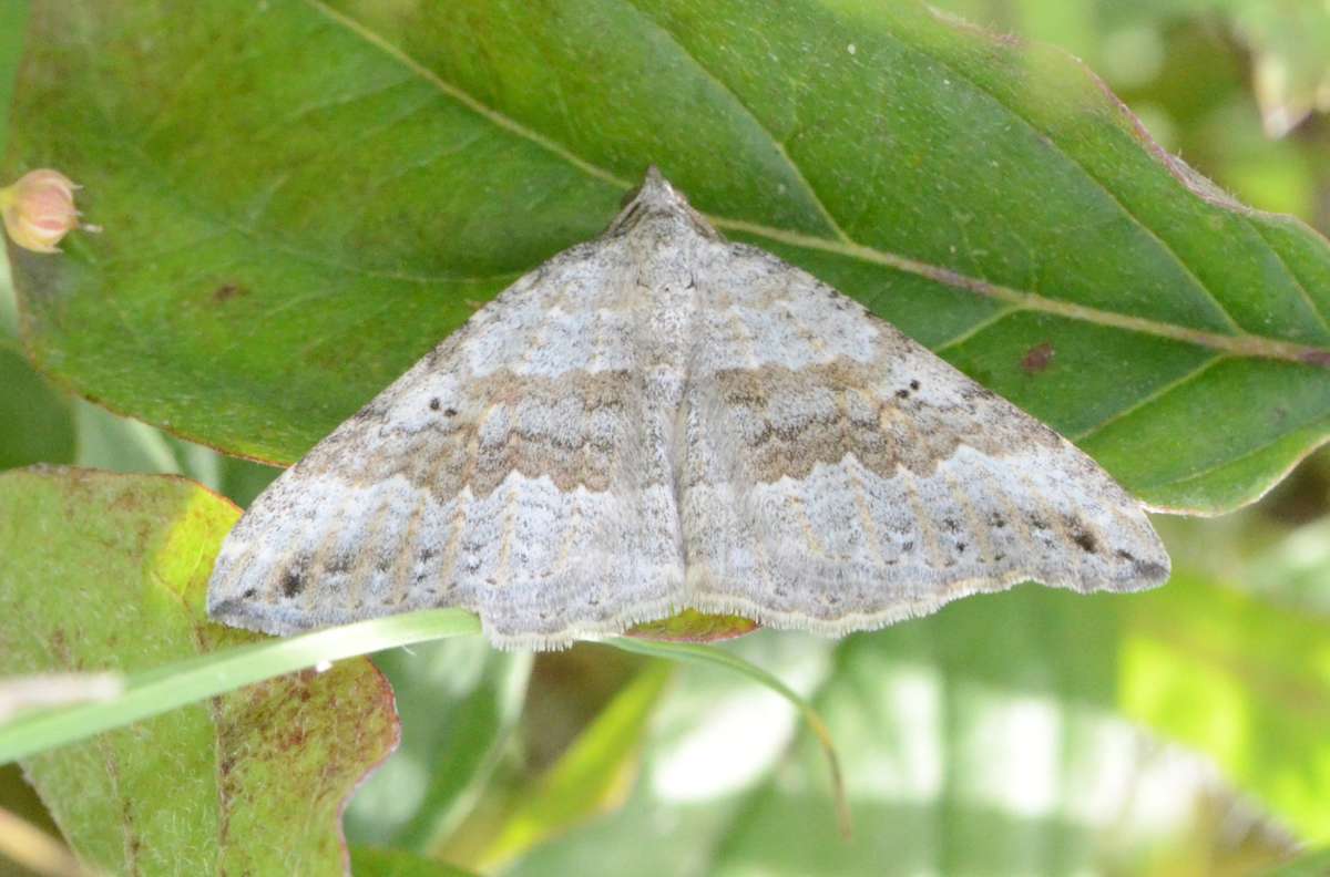 Chalk Carpet (Scotopteryx bipunctaria) photographed in Kent by Alan Stubbs