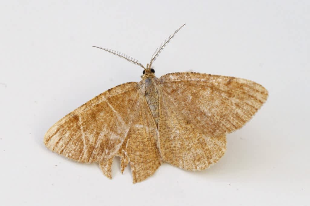 Rannoch Looper (Macaria brunneata) photographed in Kent by Josh Jones 