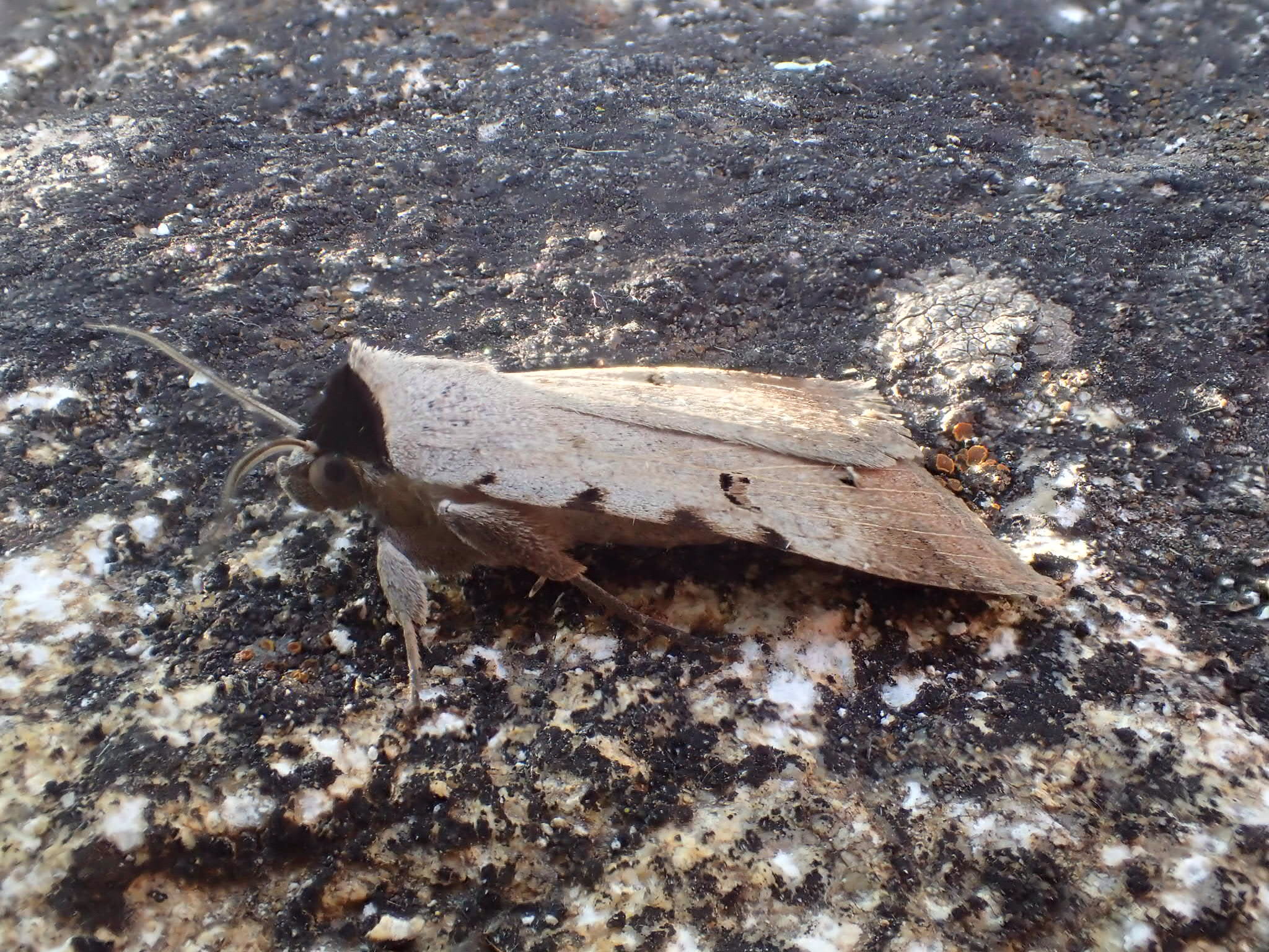 Scarce Blackneck (Lygephila craccae) photographed at La Cluse Basse, France  by Dave Shenton