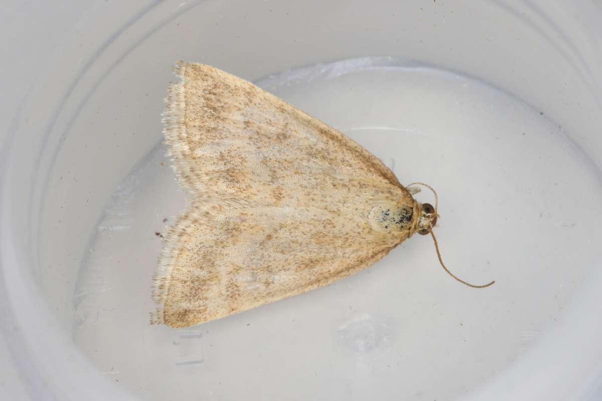 Scarce Marsh Pearl (Psammotis pulveralis) photographed in Kent by Steven Whitebread