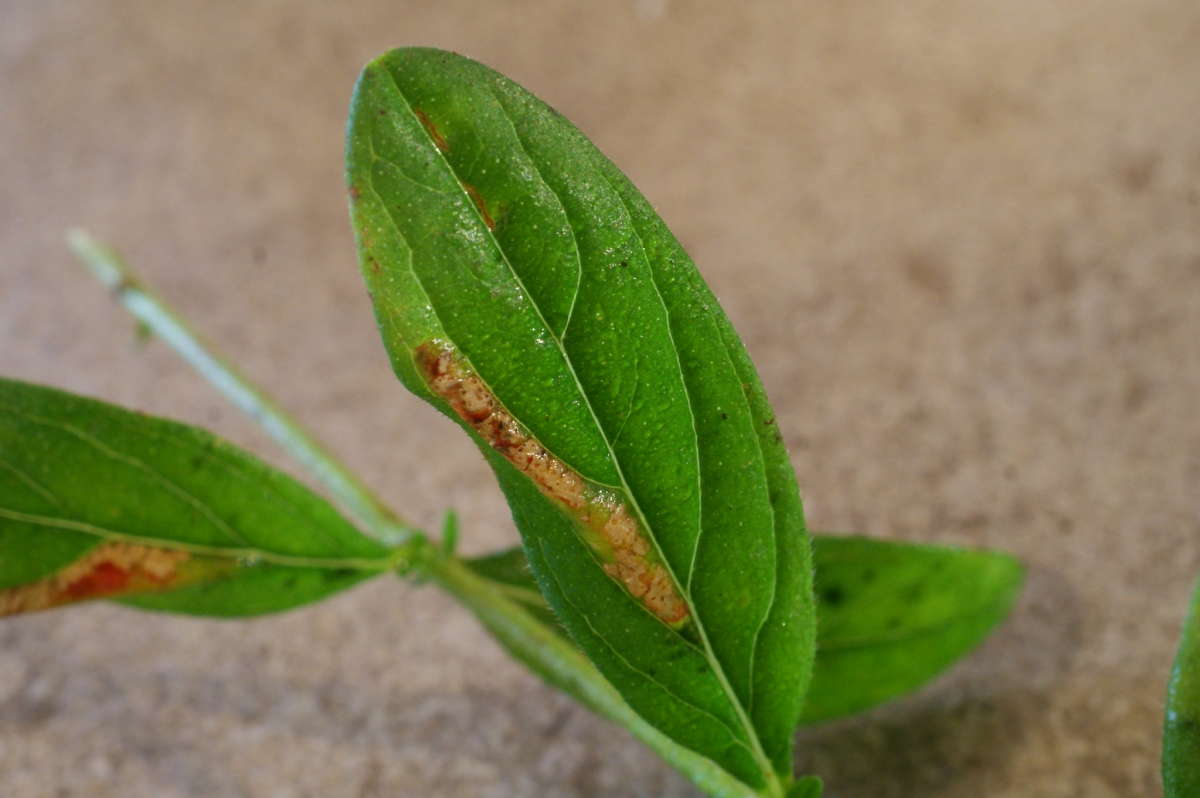 Gold-dot Slender (Euspilapteryx auroguttella) photographed at Ruberries Wood, Frogham  by Dave Shenton 