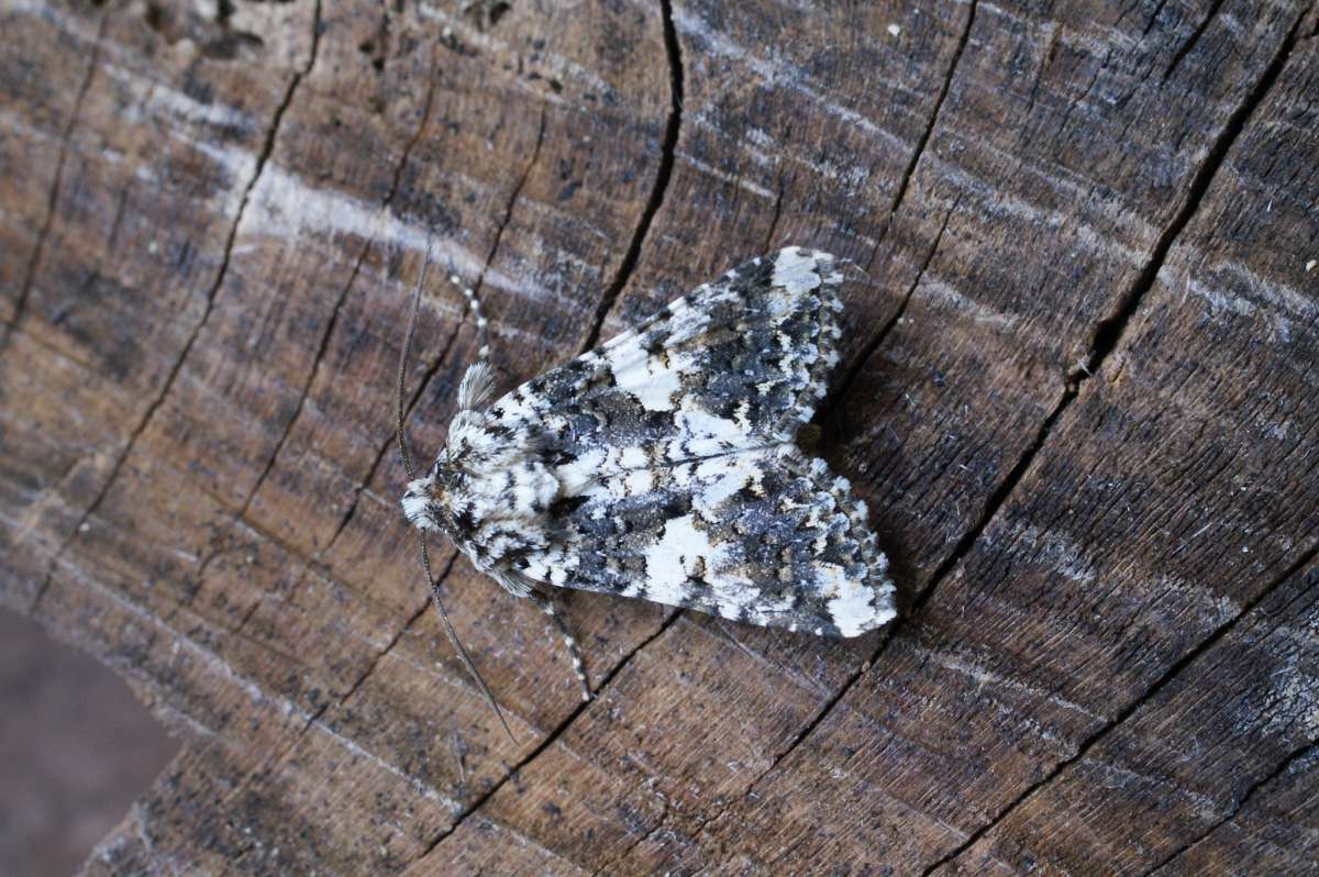 Marbled Coronet (Hadena confusa) photographed at Aylesham  by Dave Shenton 