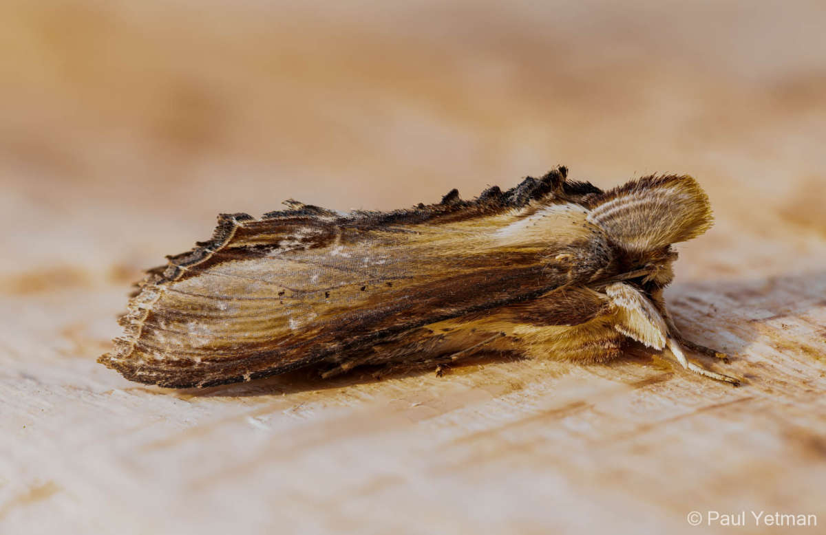 The Mullein (Cucullia verbasci) photographed in Kent by Paul Yetman 