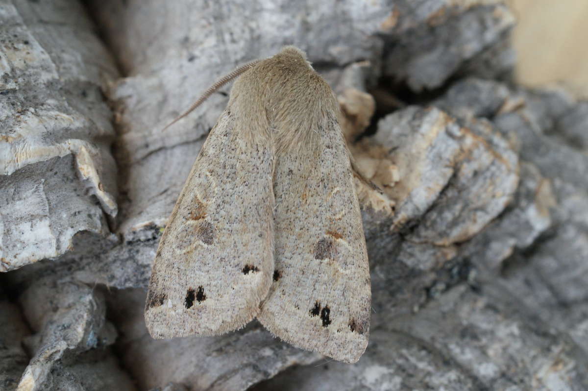 Twin-spotted Quaker (Anorthoa munda) photographed at Aylesham  by Dave Shenton 