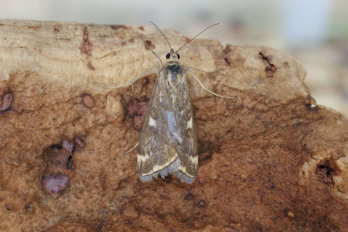 Diamond-spot Pearl (Loxostege sticticalis) photographed at Aylesham  by Dave Shenton 