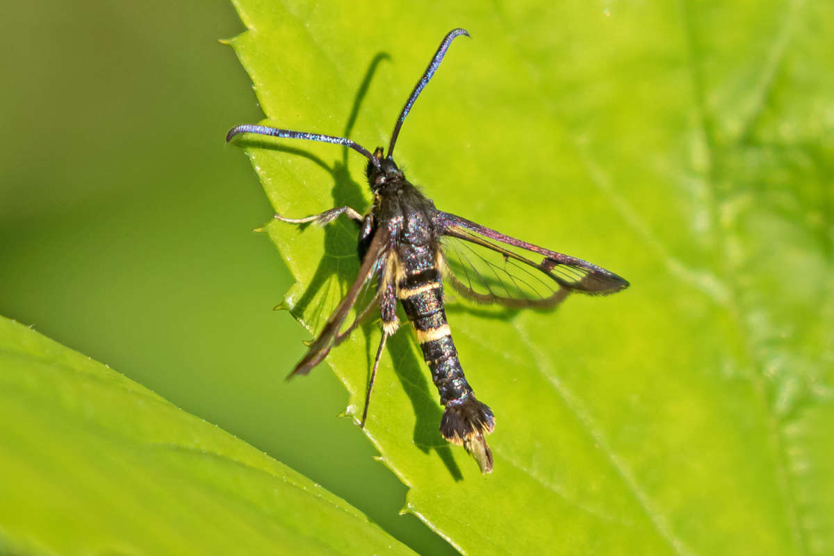 Orange-tailed Clearwing (Synanthedon andrenaeformis) photographed at Blean Woods by Peter Maton