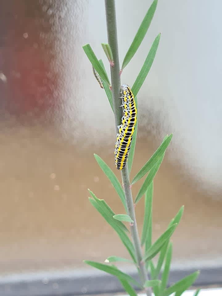 Toadflax Brocade (Calophasia lunula) photographed in Kent by Karen Latchford 