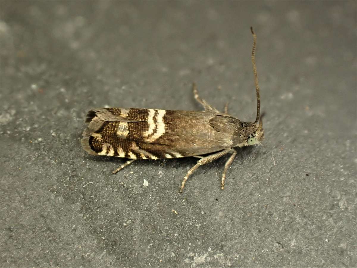 Dark Gorse Piercer (Grapholita internana) photographed in Kent by Antony Wren