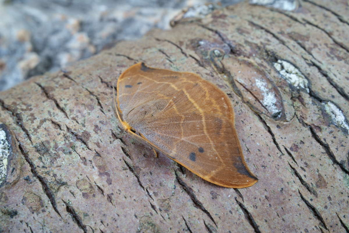 Oak Hook-tip (Watsonalla binaria) photographed in Kent by Dave Shenton