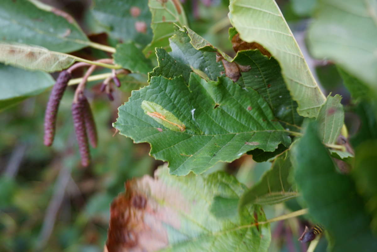 Small Alder Midget (Phyllonorycter stettinensis) photographed at Betteshanger CP by Dave Shenton 