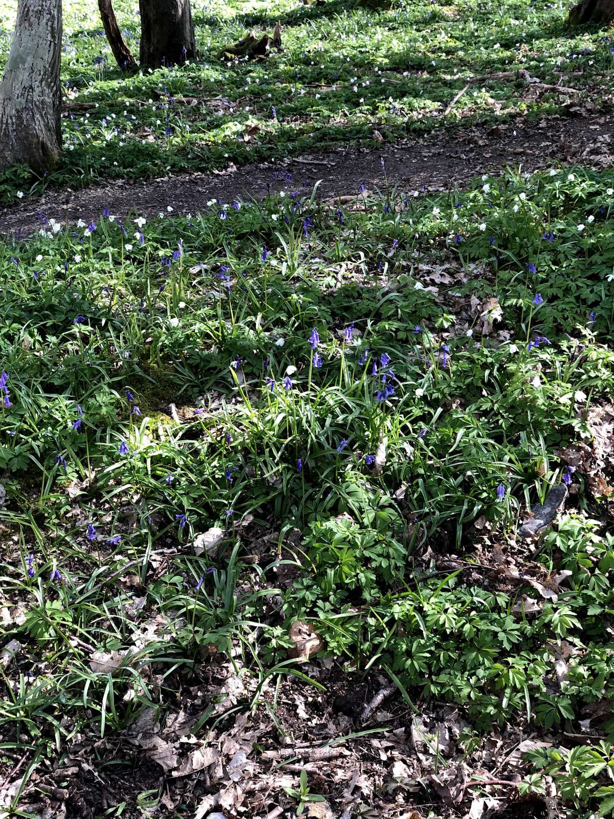 Bluebell Shade (Eana incanana) photographed at Heart’s Delight Wood, Kingston  by Dave Shenton 