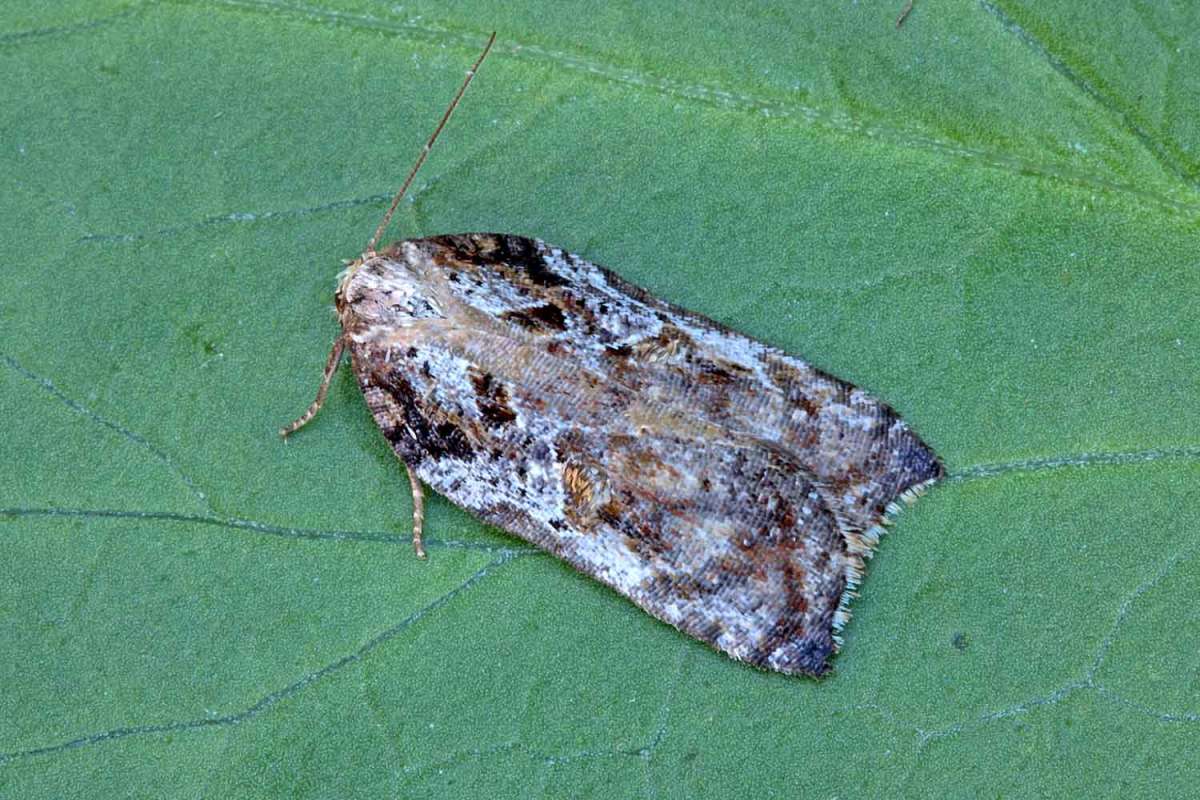 Tufted Button (Acleris cristana) photographed at Boughton-under-Blean by Peter Maton