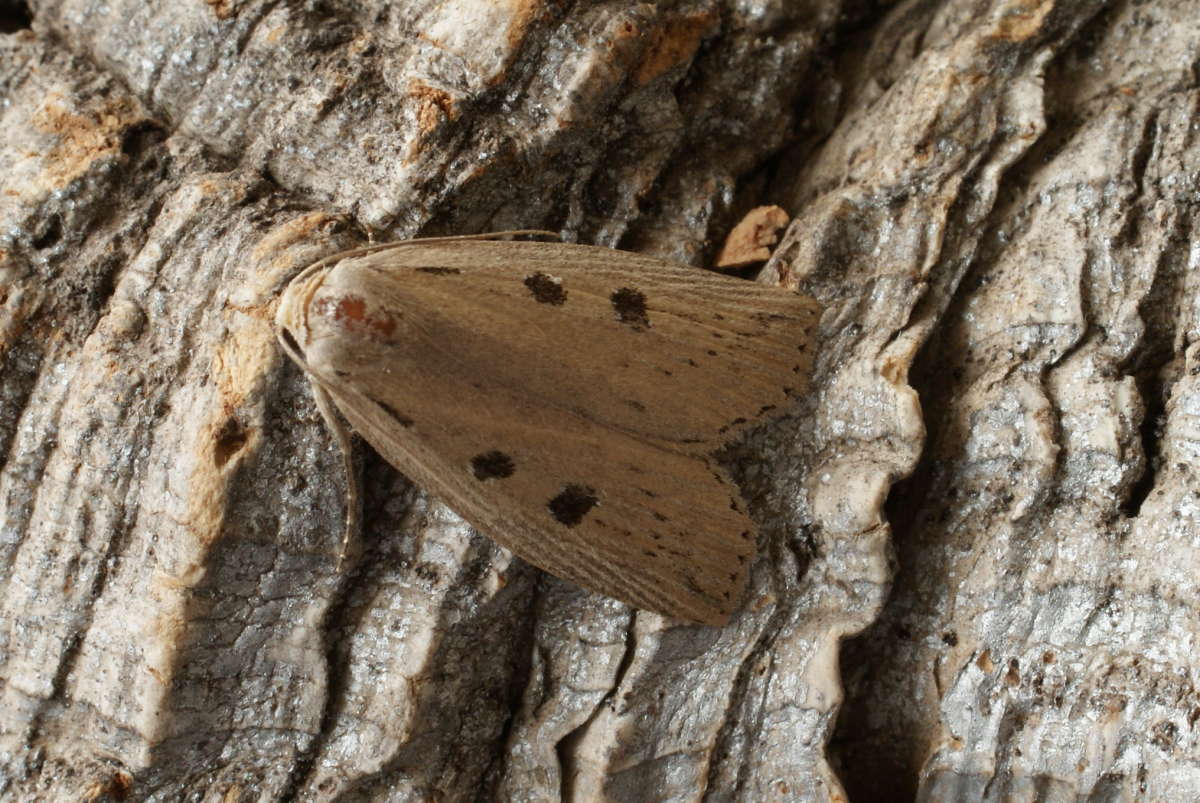 Silky Wainscot (Chilodes maritima) photographed at Stodmarsh NNR by Dave Shenton 