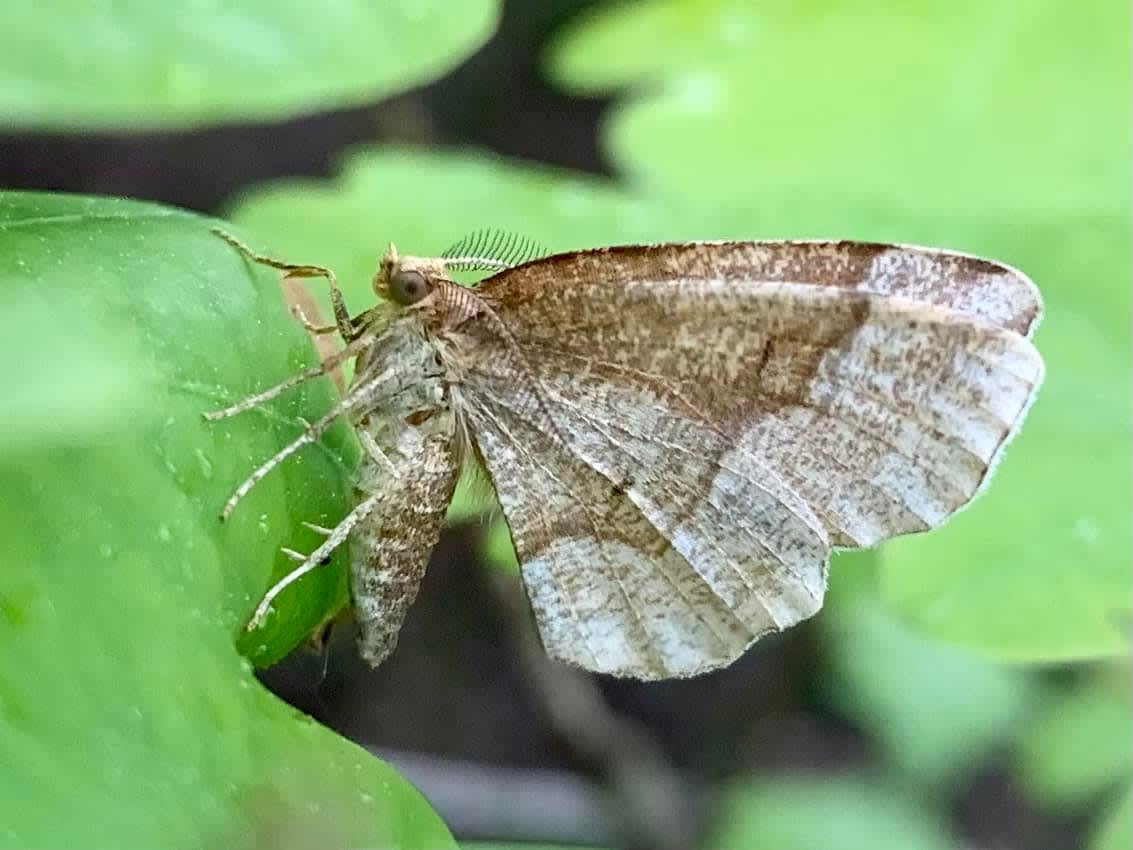 Little Thorn (Cepphis advenaria) photographed in Kent by Oliver Bournat