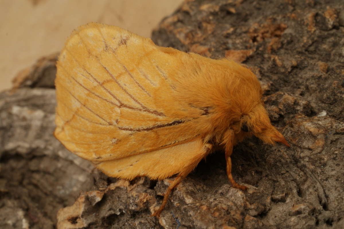 The Drinker (Euthrix potatoria) photographed at Aylesham  by Dave Shenton 