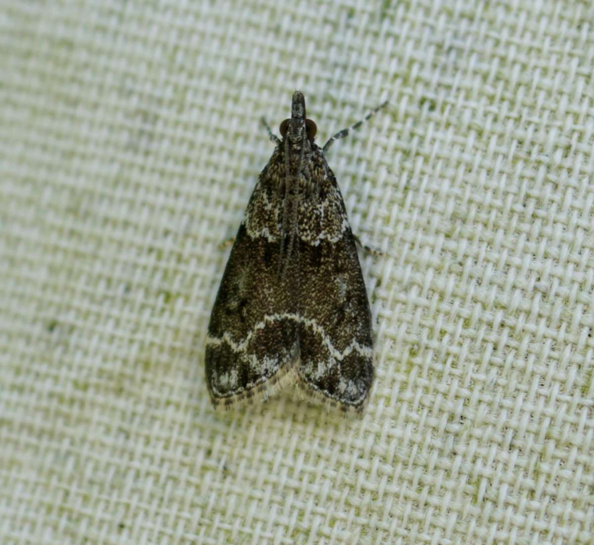 Small Grey (Eudonia mercurella) photographed at Aylesham by Dave Shenton 