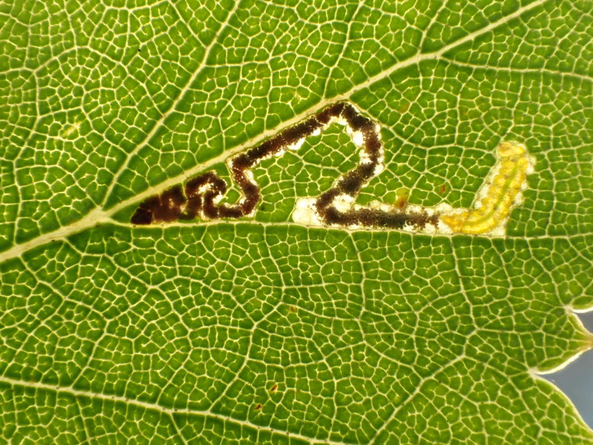 Short-barred Pigmy (Stigmella luteella) photographed in Kent by Dave Shenton 