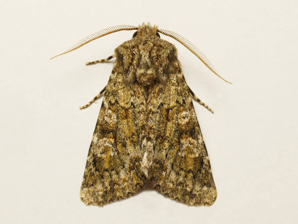 Feathered Ranunculus (Polymixis lichenea) photographed in Kent by David Beadle 