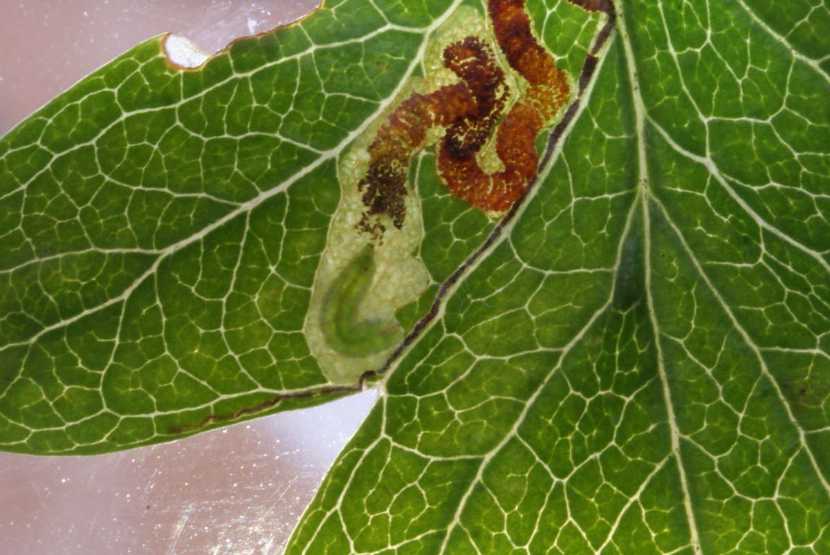 Common Thorn Pigmy (Stigmella crataegella) photographed at Aylesham  by Dave Shenton 