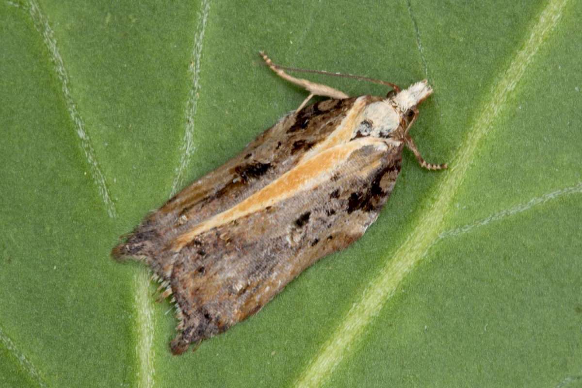 Tufted Button (Acleris cristana) photographed at Boughton-under-Blean by Peter Maton 