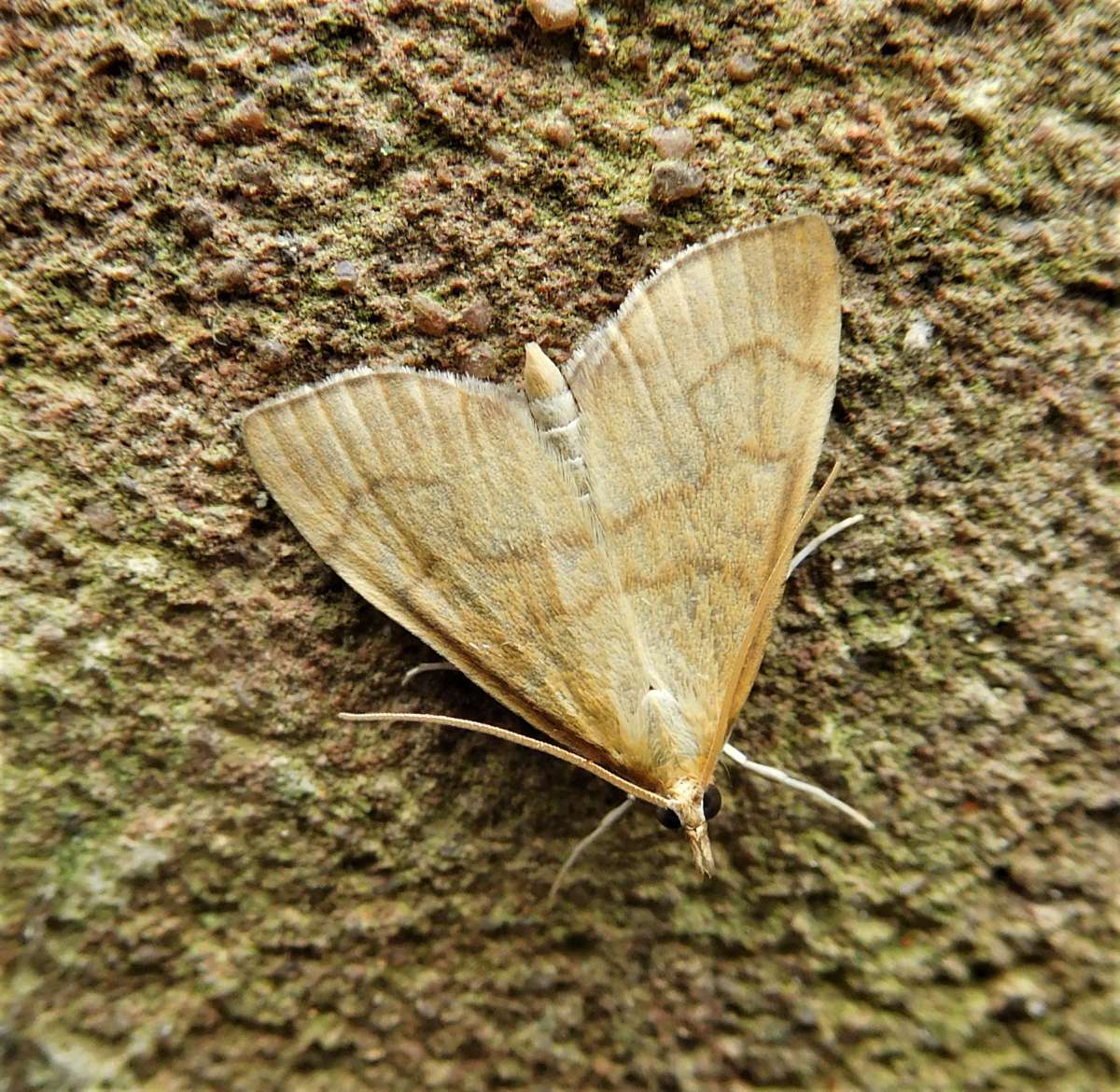 Ochreous Pearl (Anania crocealis) photographed in Kent by John Dale 