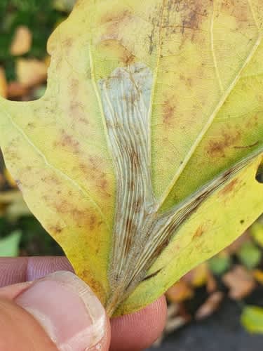 London Midget (Phyllonorycter platani) photographed in Kent by Phil Ambler 