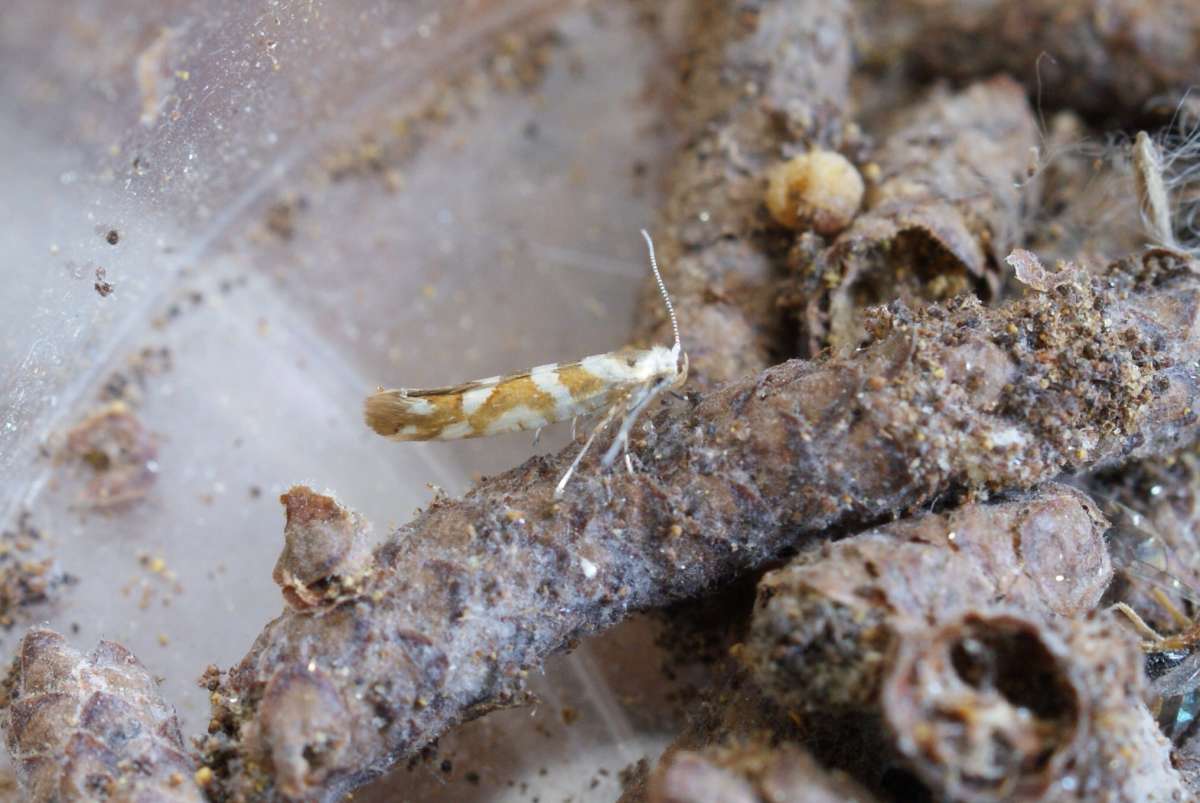 Golden Argent (Argyresthia goedartella) photographed at Aylesham  by Dave Shenton 