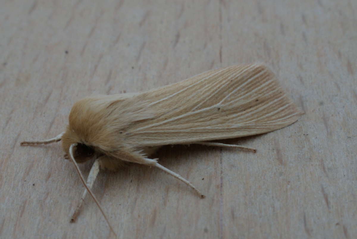 Common Wainscot (Mythimna pallens) photographed at Aylesham  by Dave Shenton 