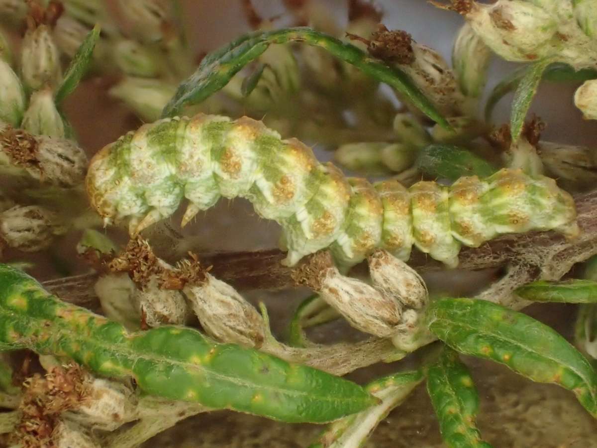 The Wormwood (Cucullia absinthii) photographed at Aylesham  by Dave Shenton 