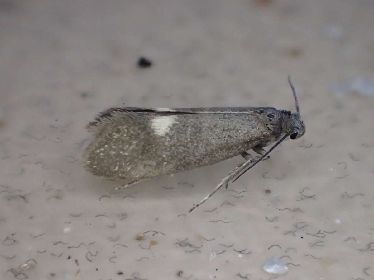 Rose Bright (Lampronia morosa) photographed at Aylesham  by Dave Shenton 