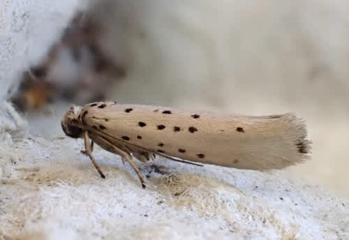 Grey Ermine (Yponomeuta sedella) photographed in Kent by Andrew Stanger