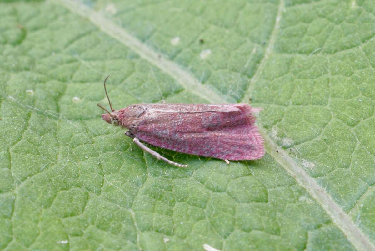 Roseate Marble (Celypha rosaceana) photographed in Kent by Dave Shenton 