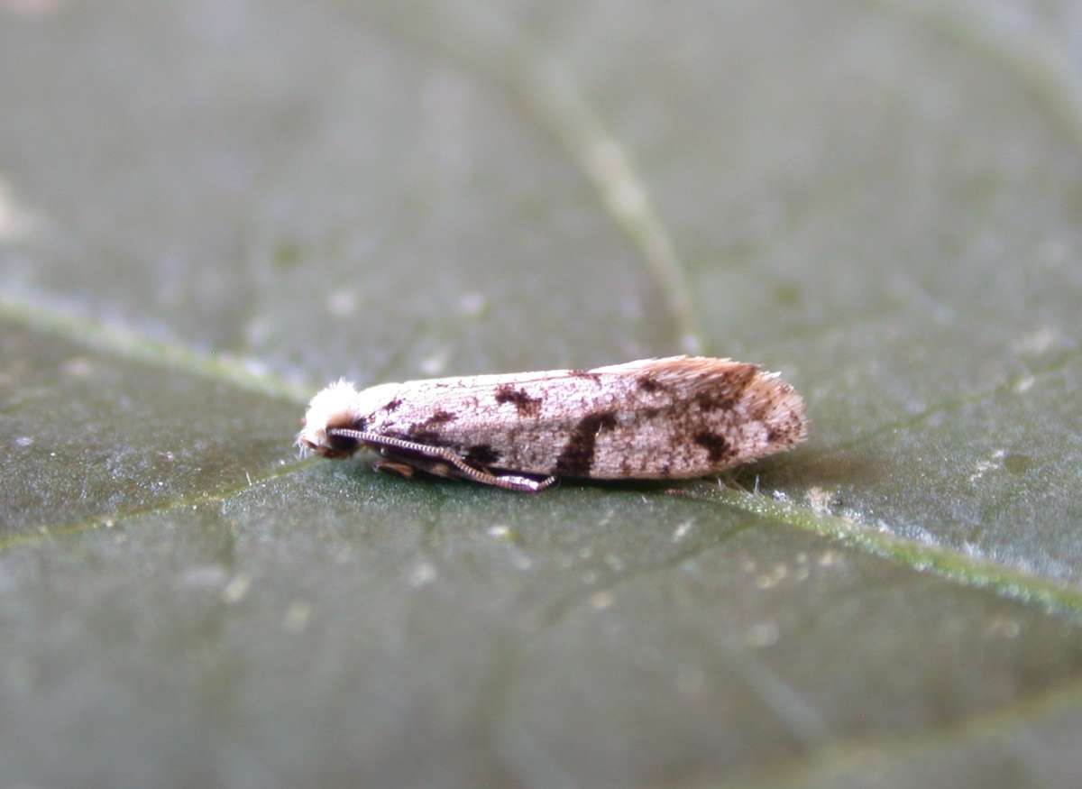 Pale Devon Clothes Moth (Nemapogon inconditella) photographed at Hythe by Ian Roberts