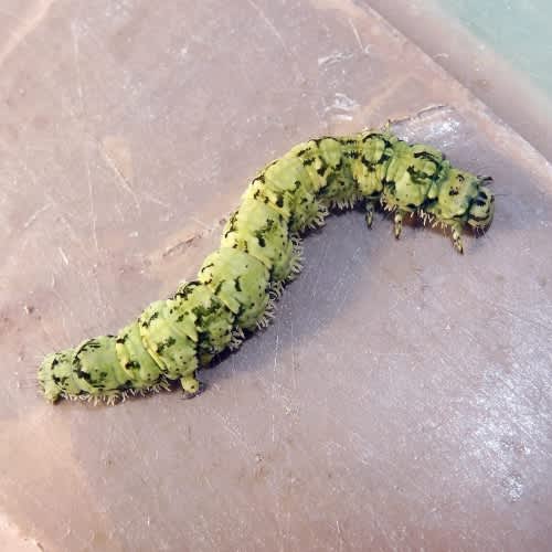 Beautiful Hook-tip (Laspeyria flexula) photographed in Kent by Barry Walter 