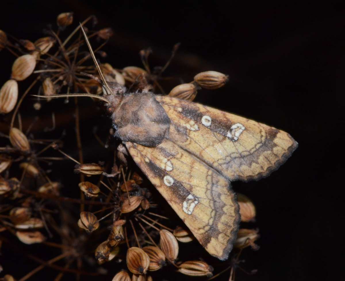 Fisher's Estuarine Moth (Gortyna borelii) photographed in Kent by Alan Stubbs