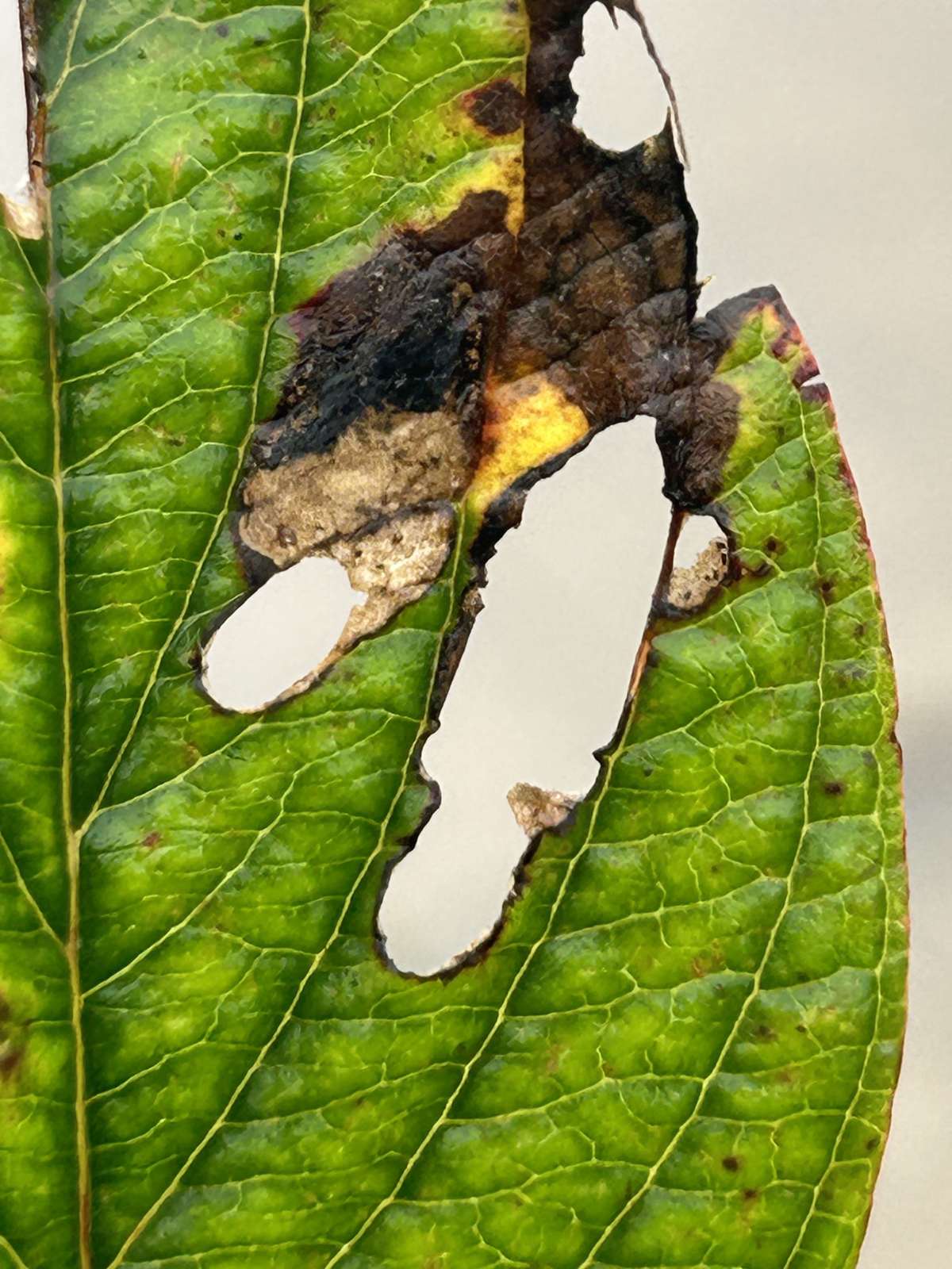 Cherry Lift (Antispila treitschkiella) photographed at Aylesham by Dave Shenton