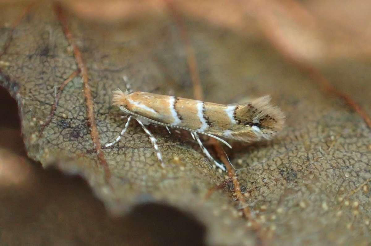 Horse-Chestnut Leaf-miner (Cameraria ohridella) photographed in Kent by Dave Shenton 