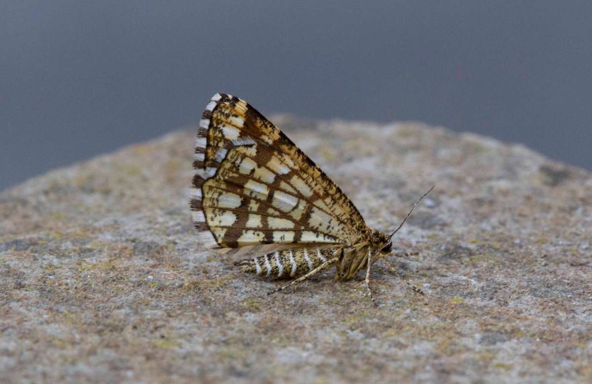 Latticed Heath (Chiasmia clathrata) photographed in Kent by Brian Summerfield 