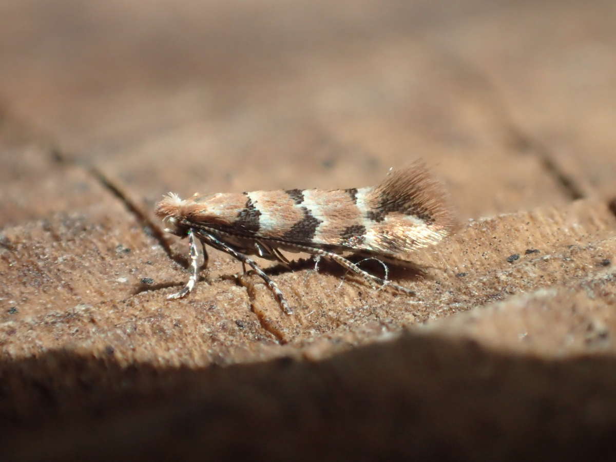 Honeysuckle Midget (Phyllonorycter trifasciella) photographed at Aylesham by Dave Shenton 