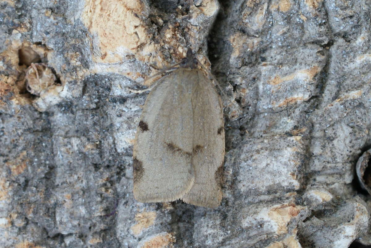 Large Ivy Tortrix (Lozotaenia forsterana) photographed at Aylesham  by Dave Shenton 