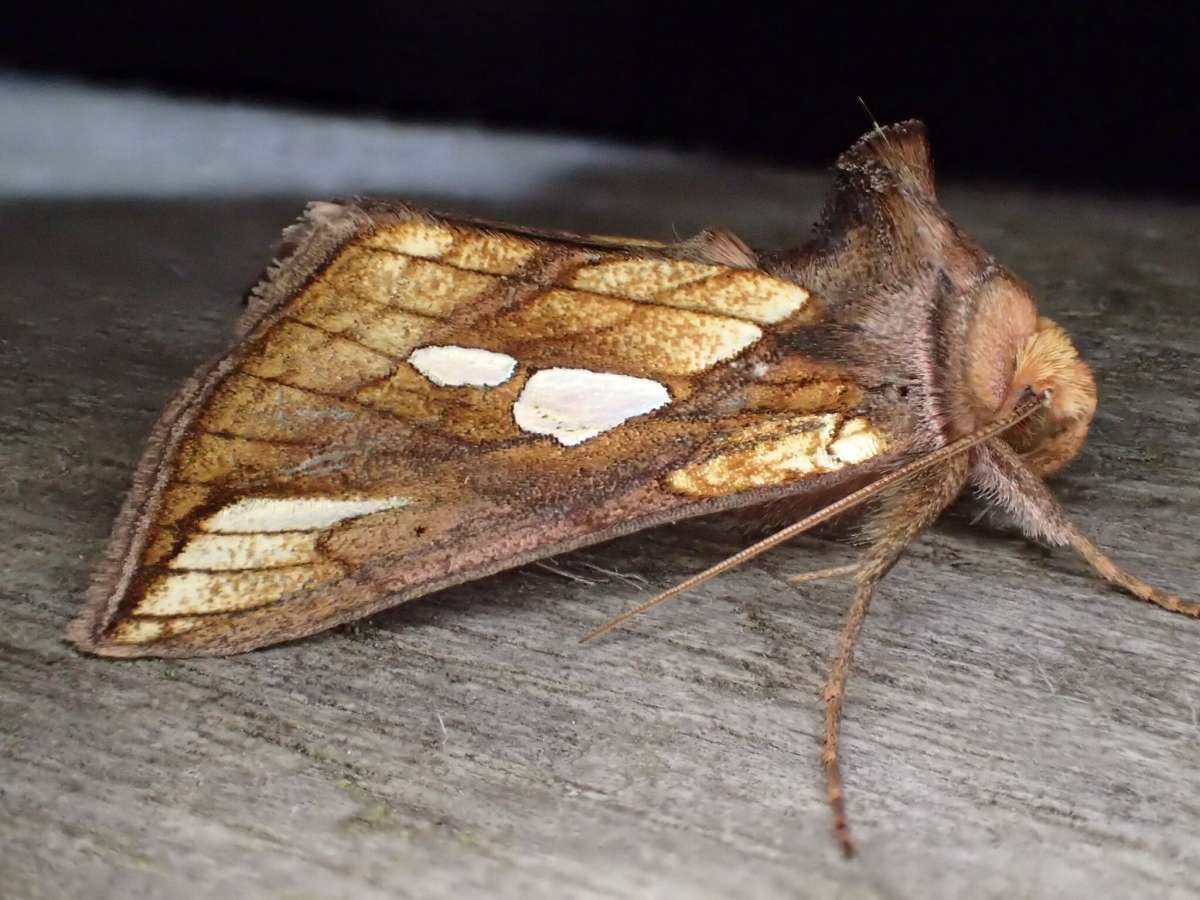 Gold Spot (Plusia festucae) photographed at Stodmarsh NNR by Dave Shenton 