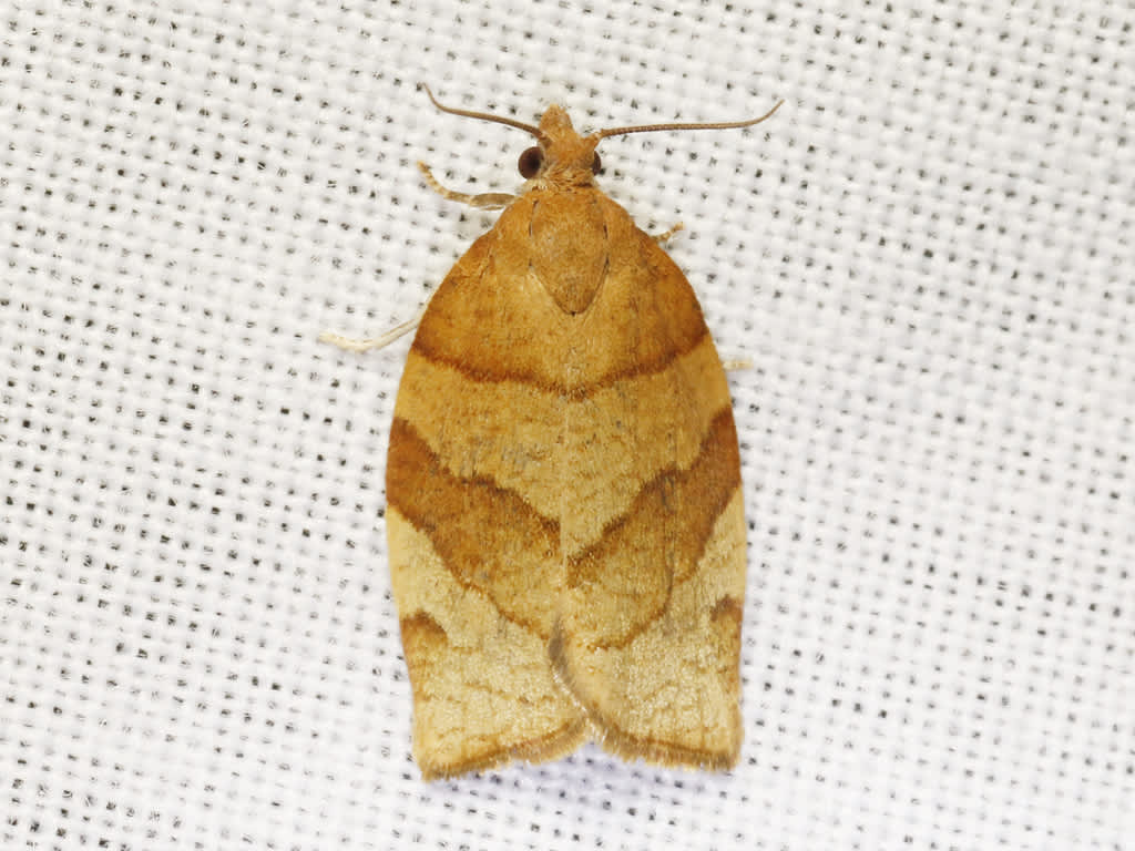 Barred Fruit-tree Tortrix (Pandemis cerasana) photographed in Kent by David Beadle 